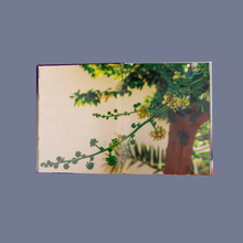 Load image into Gallery viewer, Fruits of Bahrain
